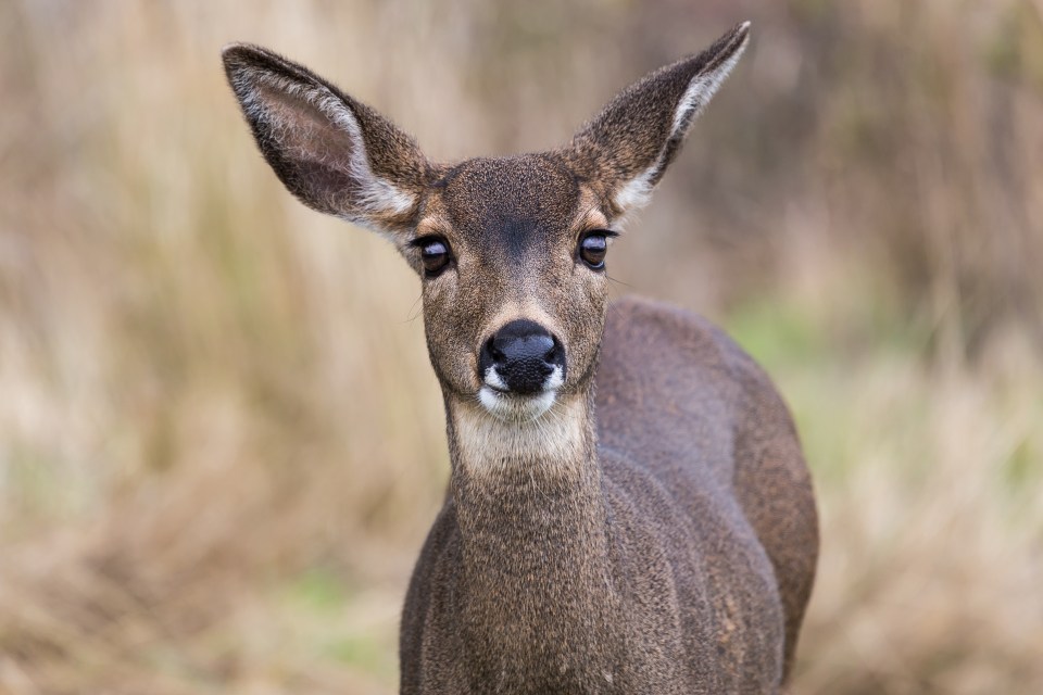 BlackTailDeer