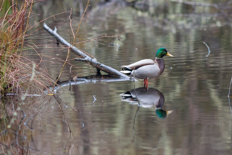 Mallard